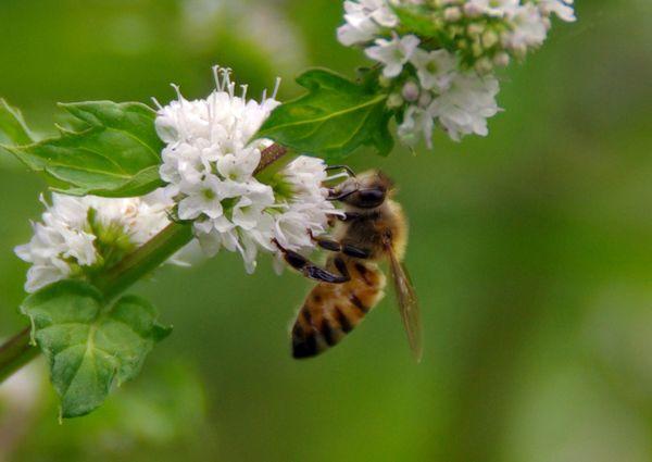 〔研究者コラム〕「ミツバチからのメッセージ（第1回）」―福岡大学の雑木林で―
