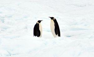 南極通信①―第58次南極地域観測隊の活動を写真付きで紹介―（12月2日～9日）