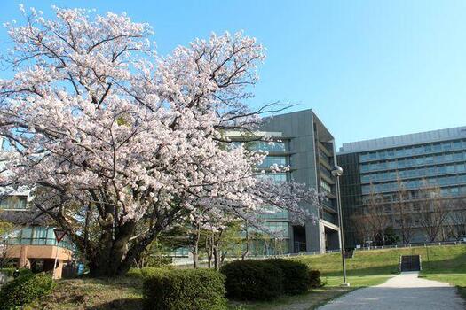 桜図書館背景アイキャッチ.jpg