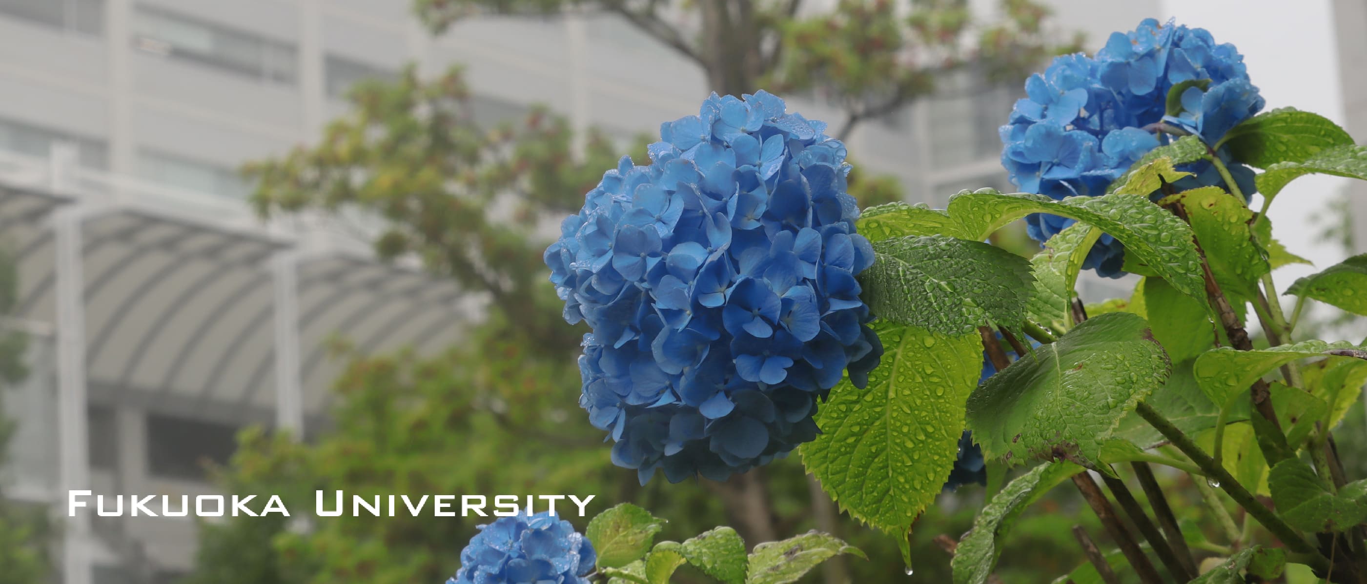 福岡大学　2026年　梅雨のキャンパス