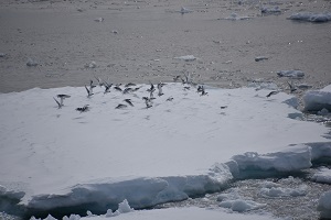 20170216_3氷板から飛び立つキョクアジサシの群れ.jpg