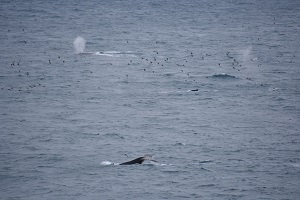 20170303_鯨潮尾と海鳥.jpg